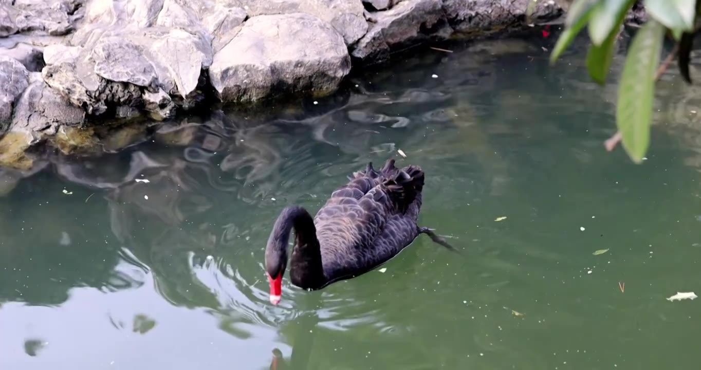 江南园林南京瞻园中式庭院池塘里的黑天鹅视频素材