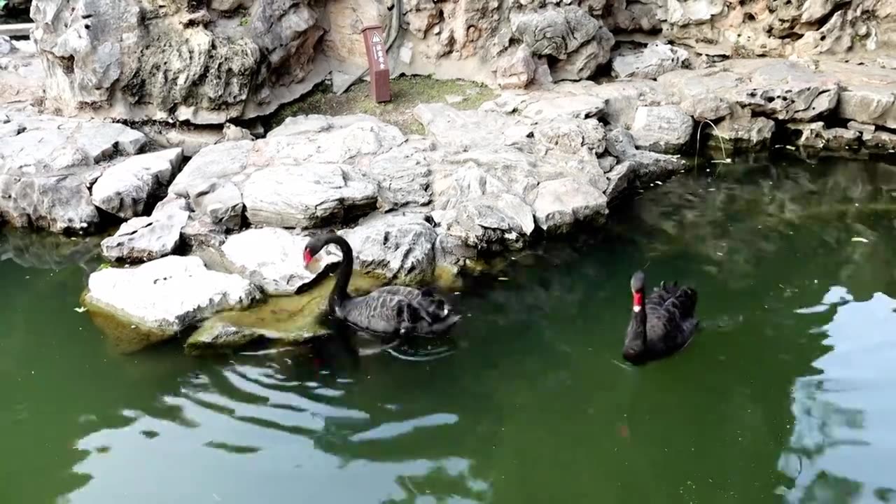 江南园林南京瞻园中式庭院池塘里的黑天鹅视频素材