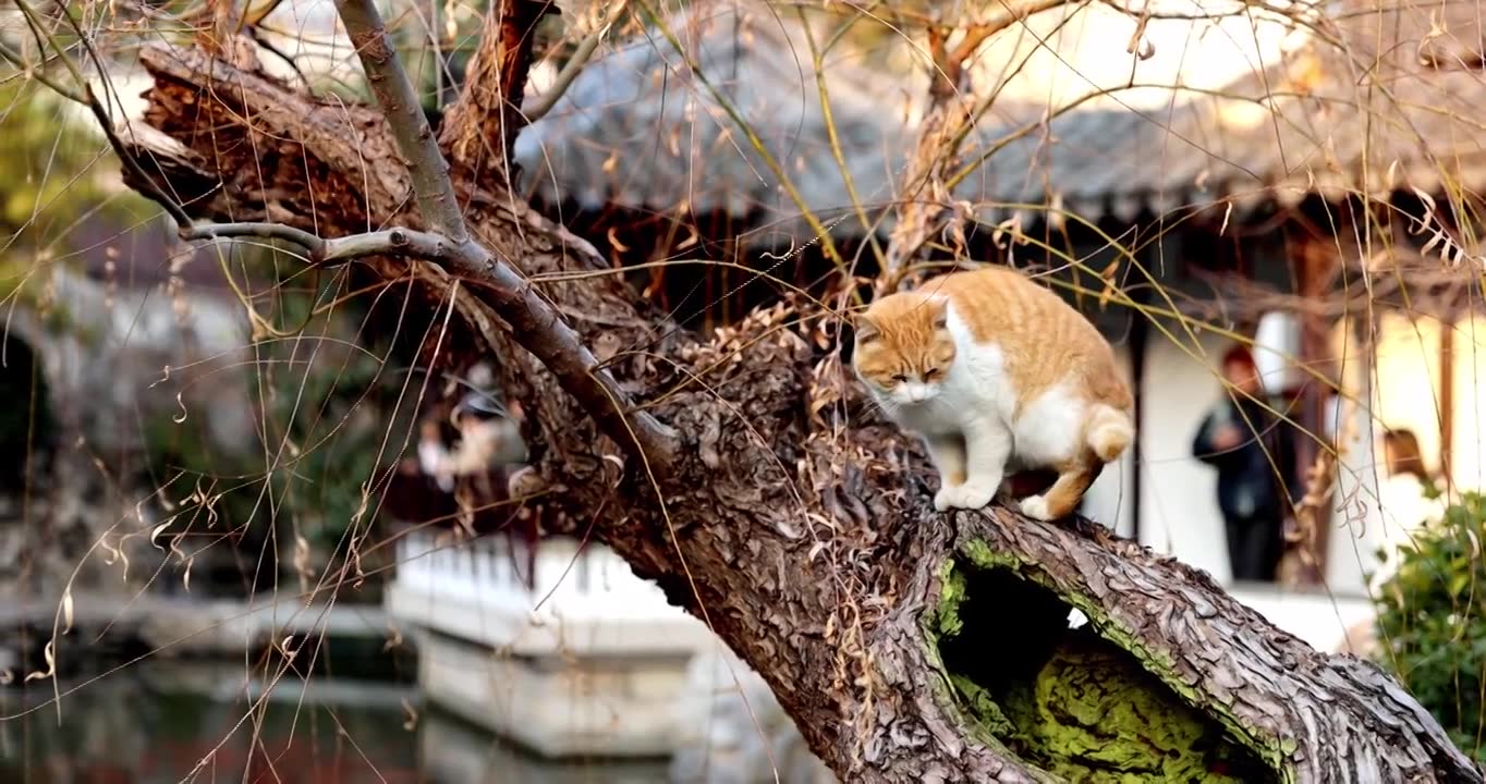 江南园林南京瞻园树枝上休息的猫视频素材