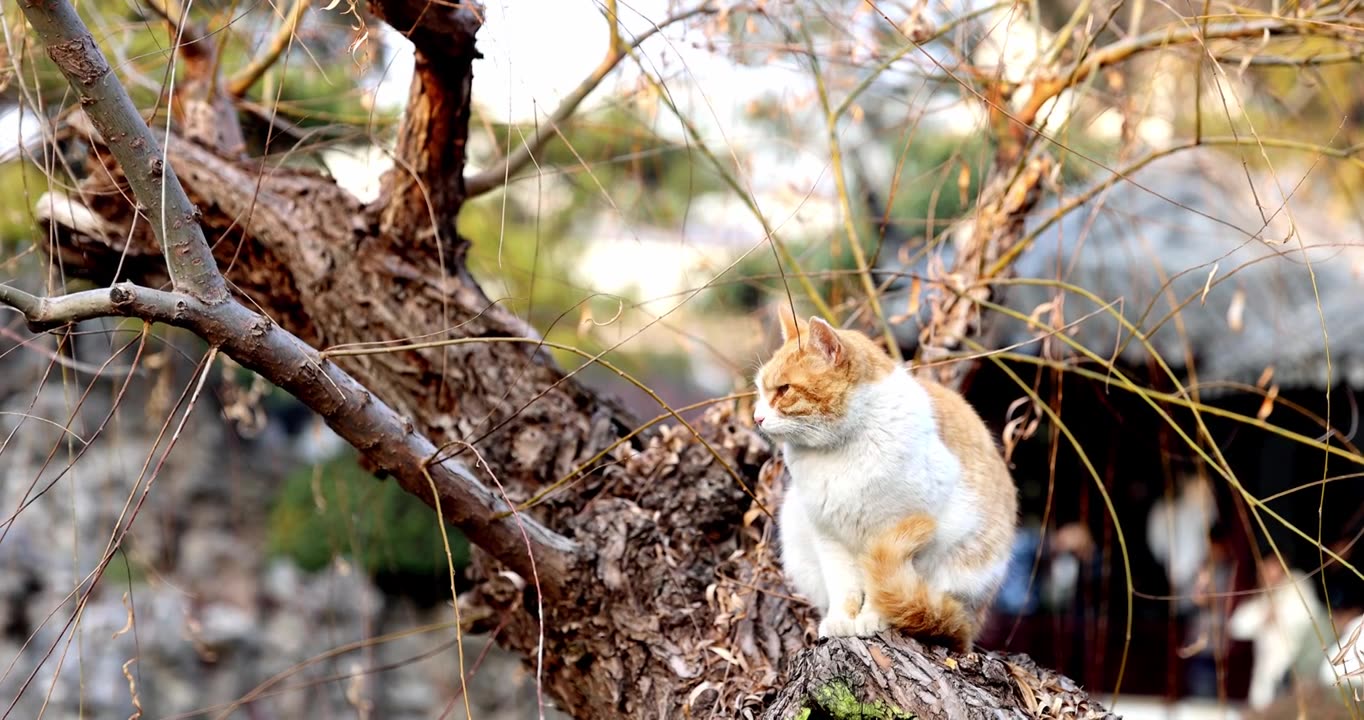 江南园林南京瞻园树枝上休息的猫视频素材