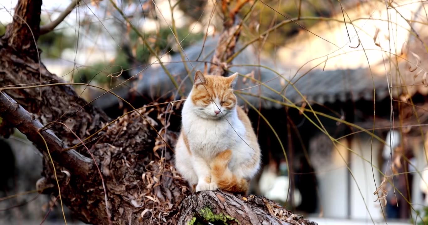 江南园林南京瞻园树枝上休息的猫视频素材