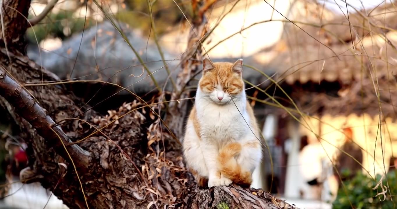 江南园林南京瞻园树枝上休息的猫视频素材