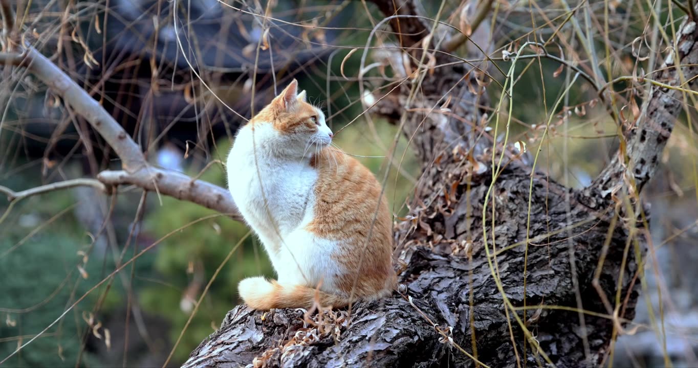 江南园林南京瞻园树枝上休息的猫视频素材