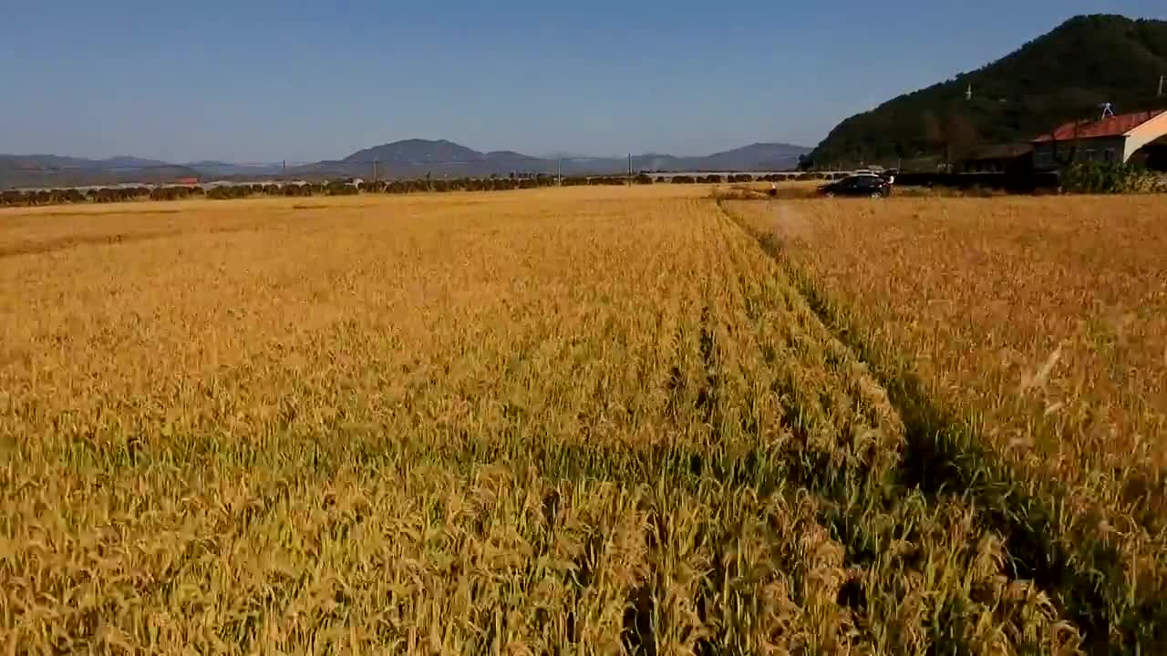 金色稻田丰收季节视频素材