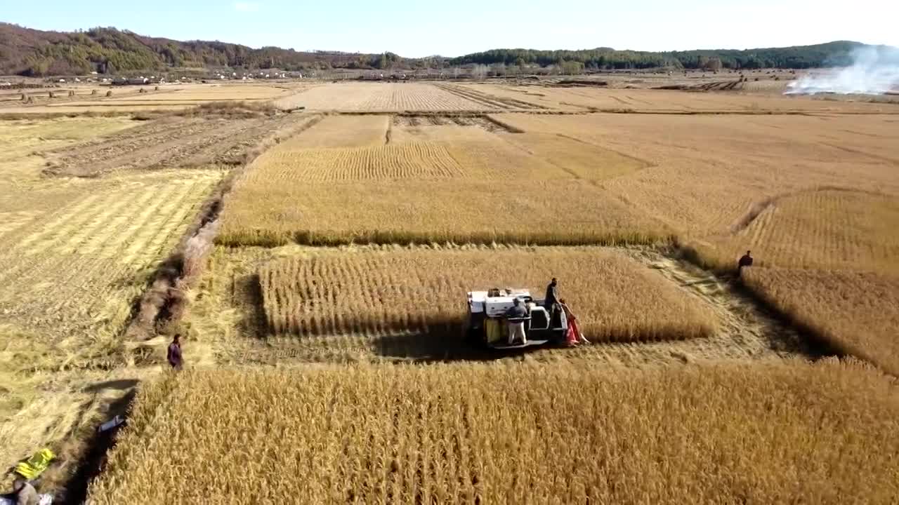 丰收季节水稻收割视频素材