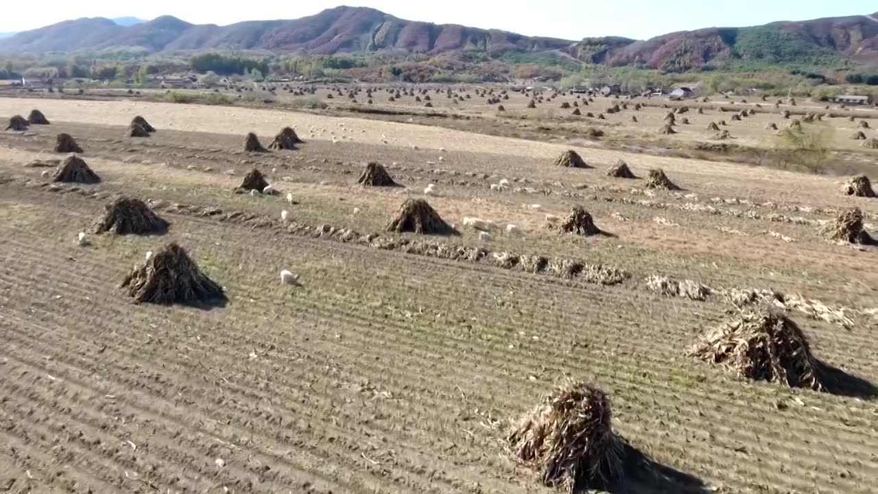 秋季羊群视频下载