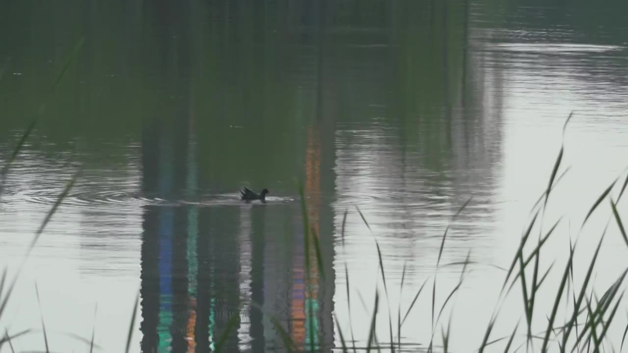 4K实拍公园湖面上一只水鸟游动觅食视频素材