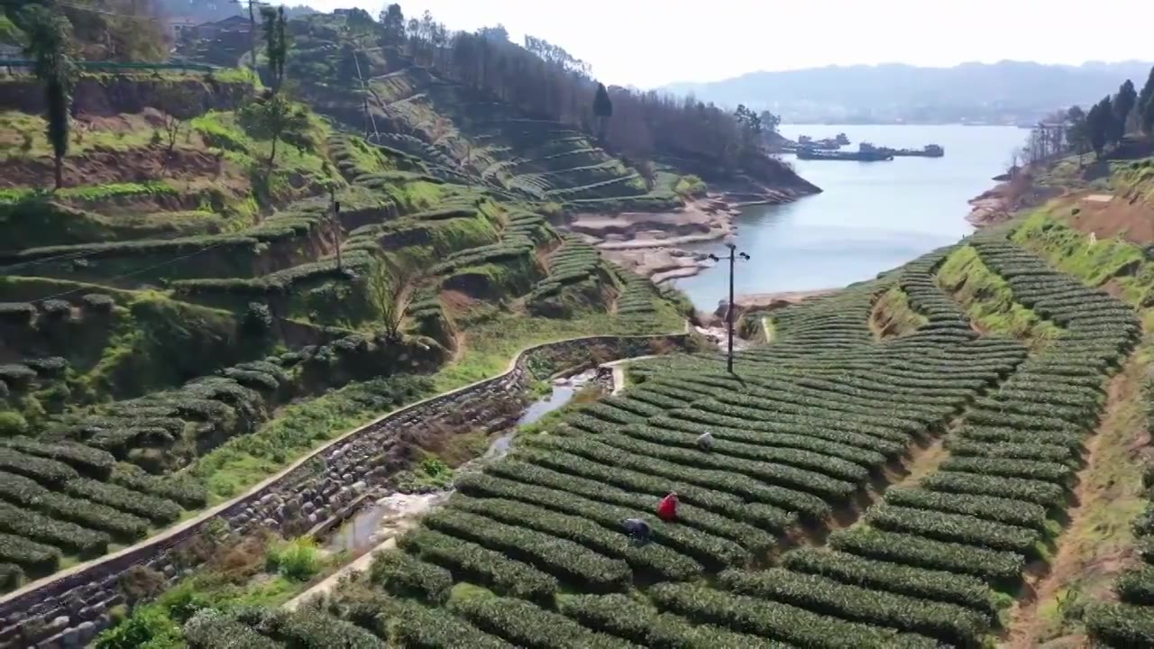 航拍长江三峡岸边茶园风光、茶农采茶视频素材