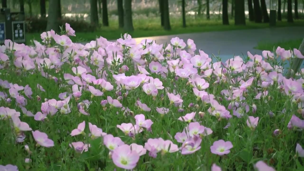 4K公园中摇曳的晃动的的小花格桑花野花视频下载