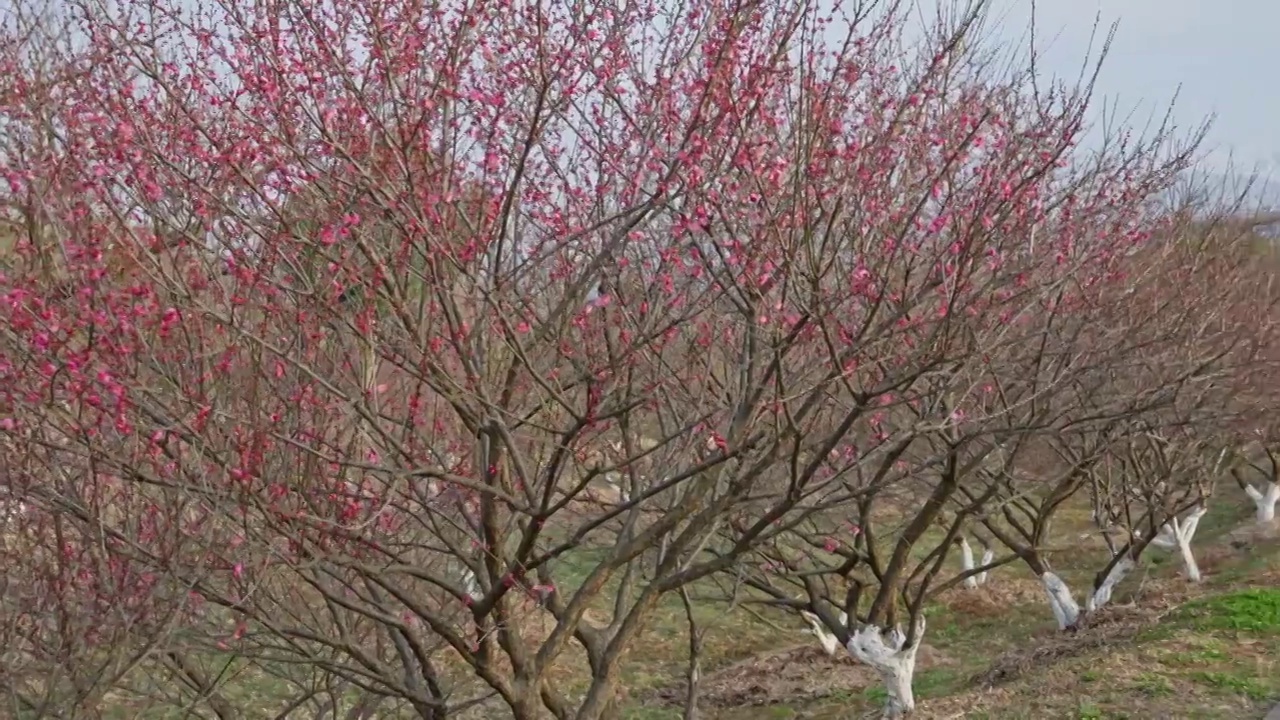 西溪湿地梅林路风光视频素材