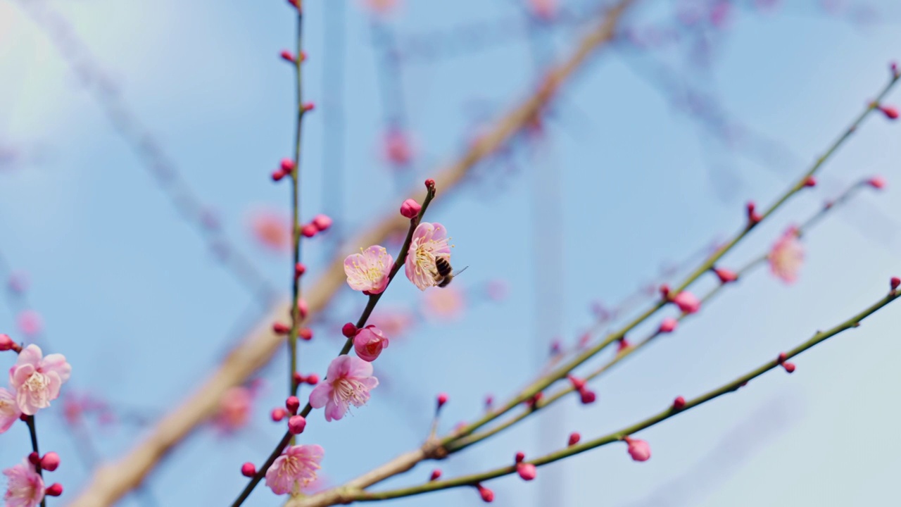 晴朗天气下西溪湿地的梅花与蜜蜂视频素材