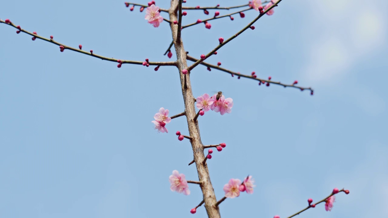 晴朗天气下西溪湿地的梅花与蜜蜂视频下载