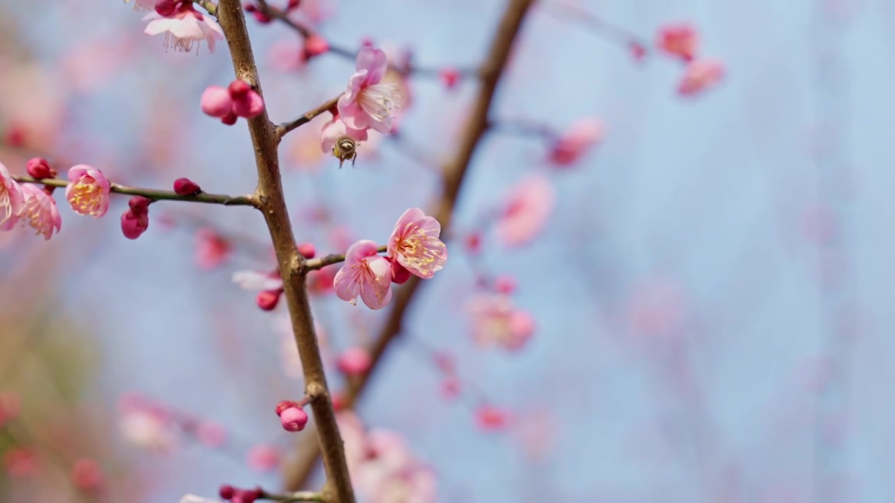 晴朗天气下西溪湿地的梅花与蜜蜂视频下载