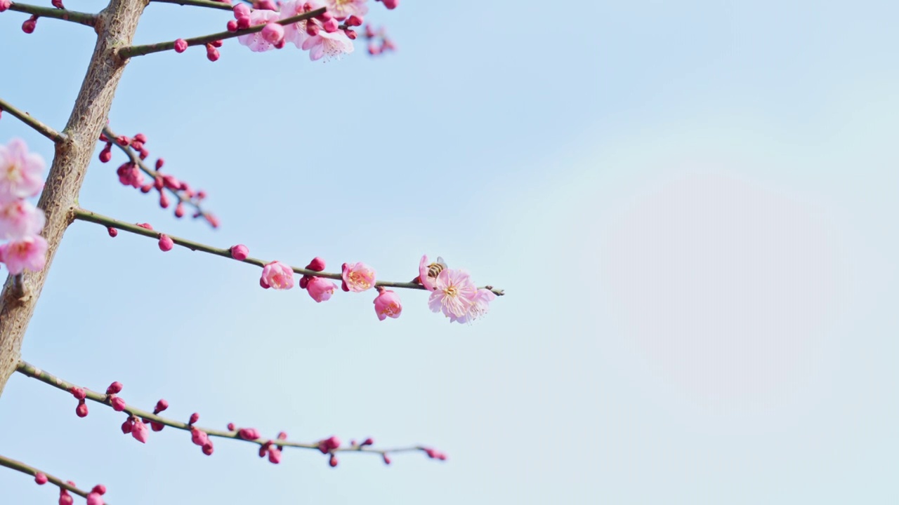 晴朗天气下西溪湿地的梅花与蜜蜂视频素材