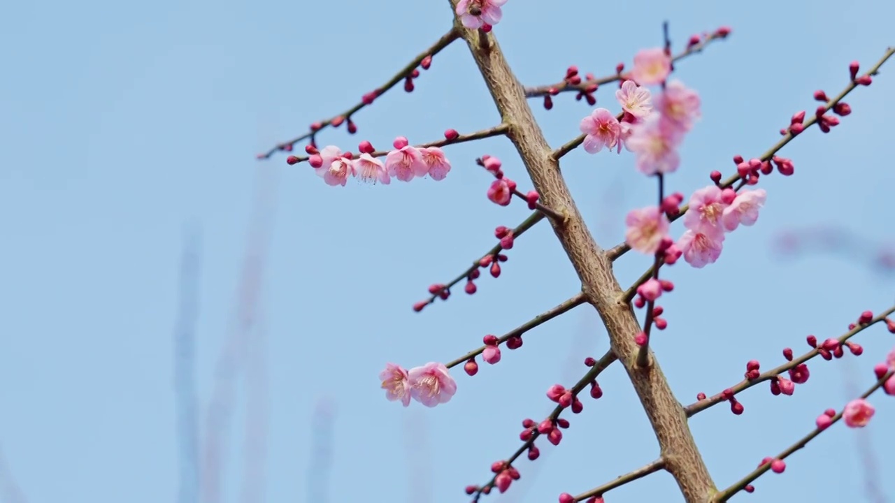 晴朗天气下西溪湿地的梅花与蜜蜂视频素材