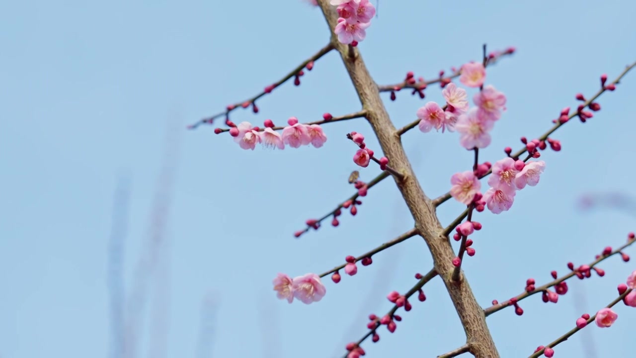 晴朗天气下西溪湿地的梅花与蜜蜂视频下载