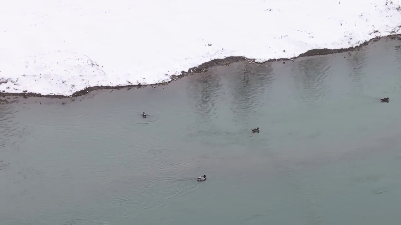 冬季雪中的野鸭视频素材