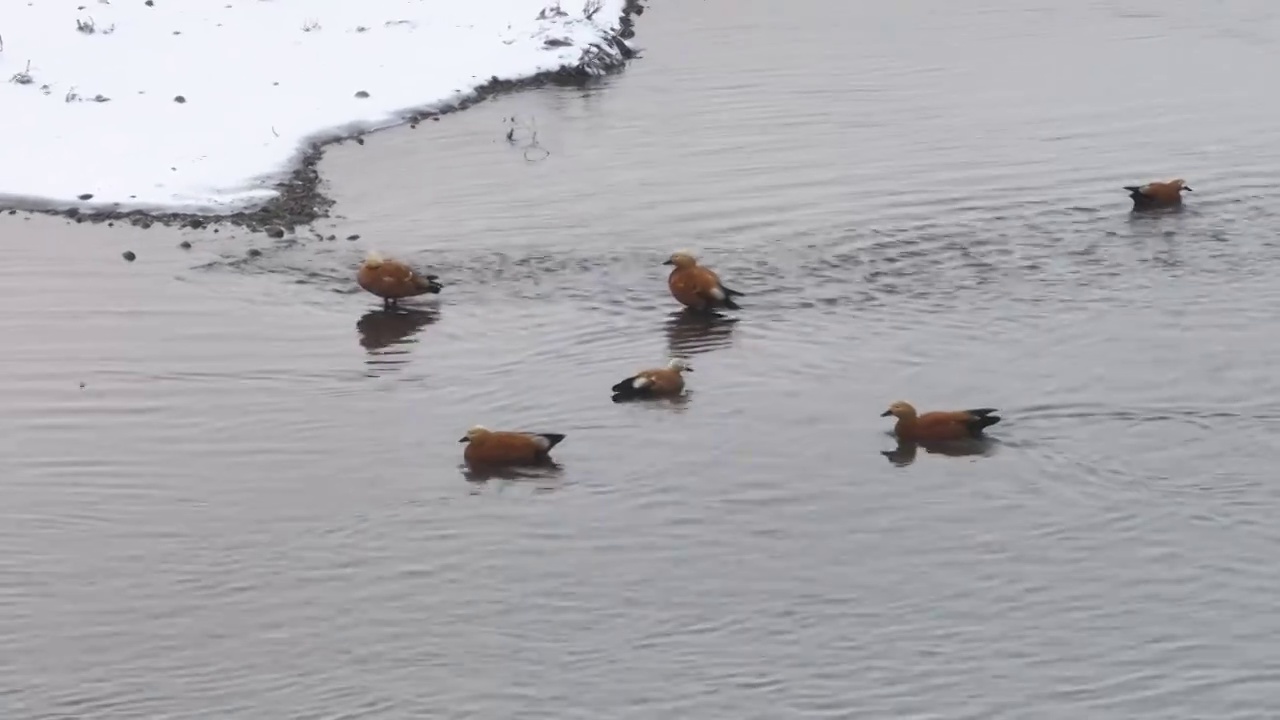 冬季雪中的野鸭视频素材