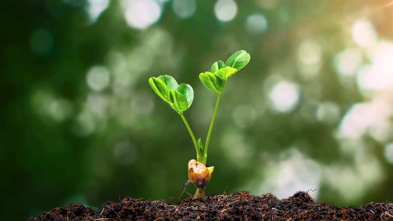 植物生长发芽延时视频素材