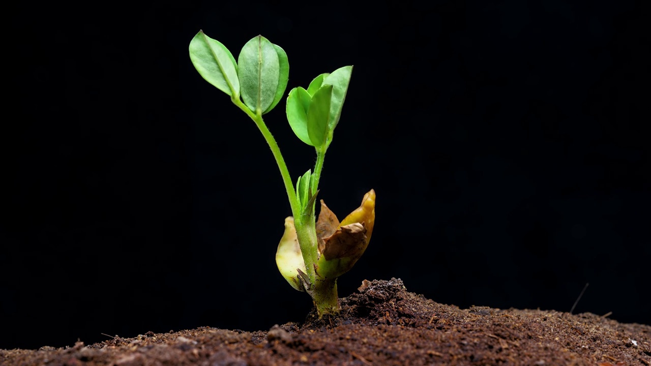 植物生长发芽延时视频素材