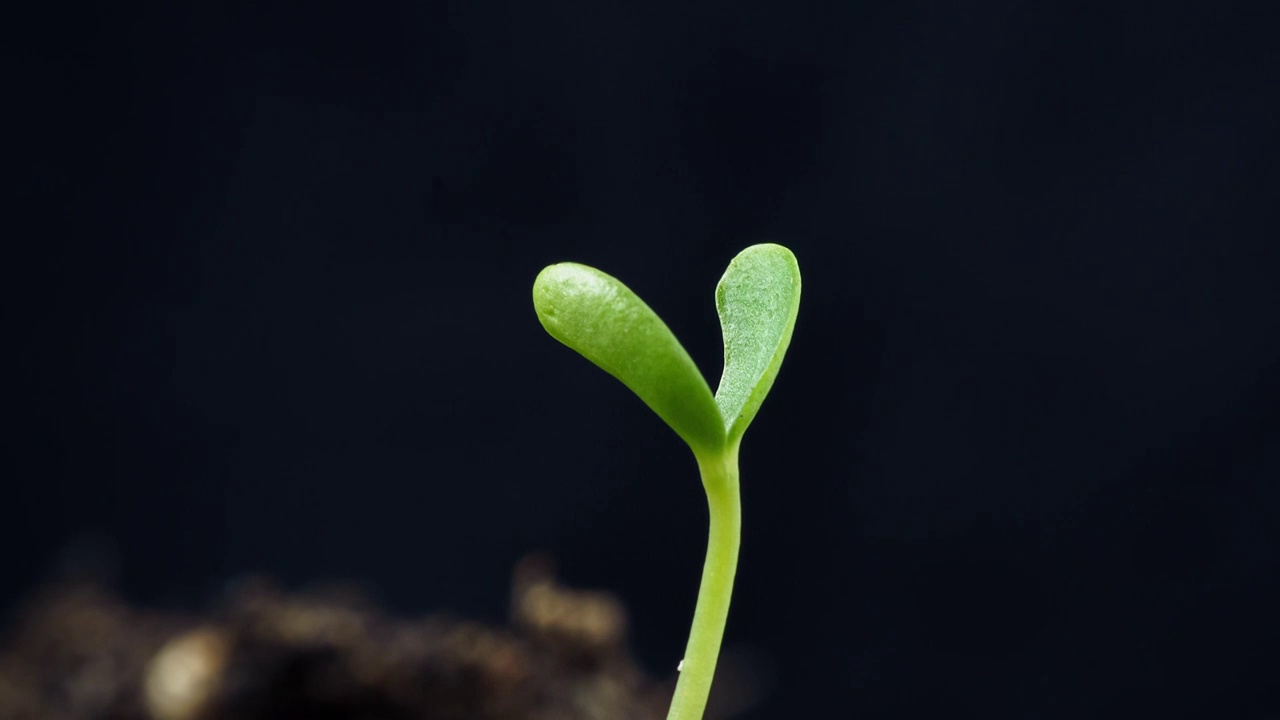 植物生长发芽延时视频素材