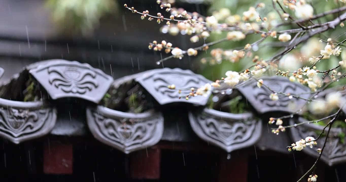 （慢镜头）杭州 古风 下雨天 屋檐 梅花视频下载