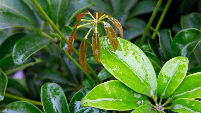 植物上的水滴视频素材