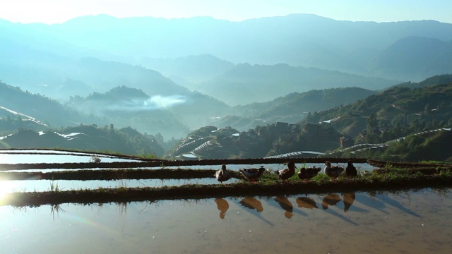 龙脊梯田美景视频素材