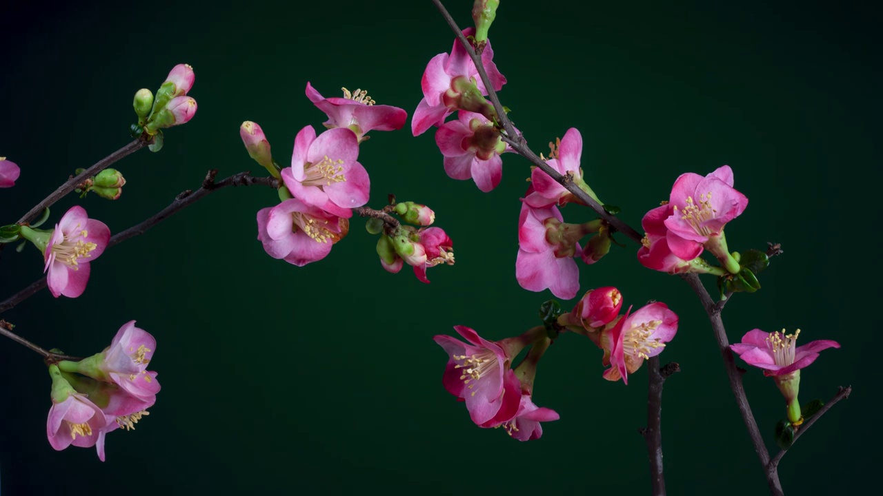 木瓜花开放延时摄影视频素材