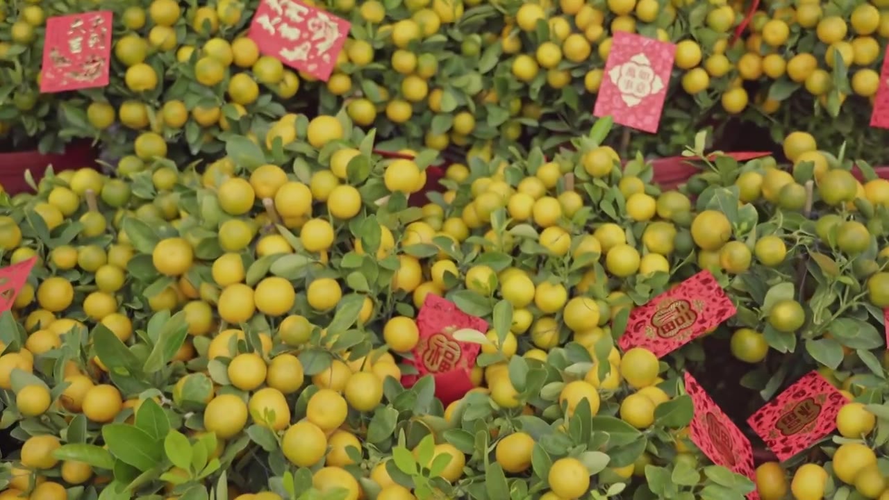 龙年春节庙会花市氛围合集视频素材