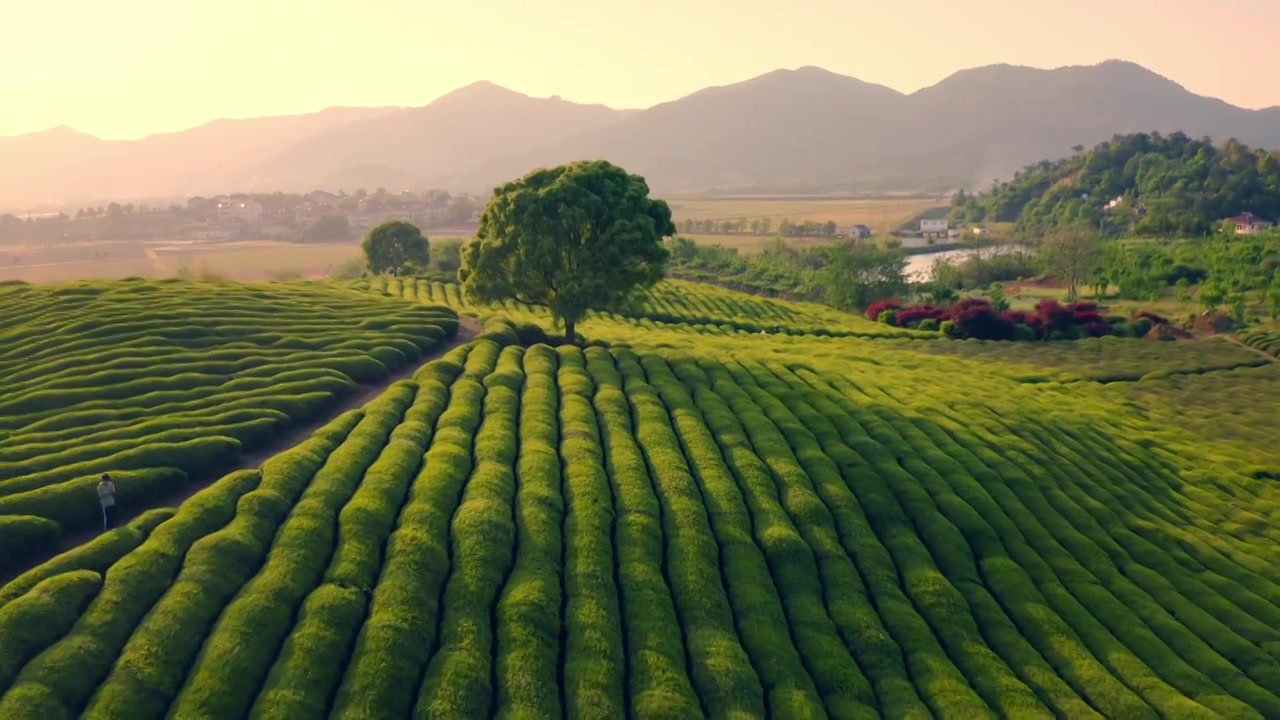 绍兴三界茶园孤独的树日落黄昏视频素材