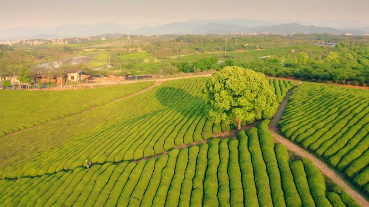 绍兴三界茶园孤独的树日落黄昏视频素材