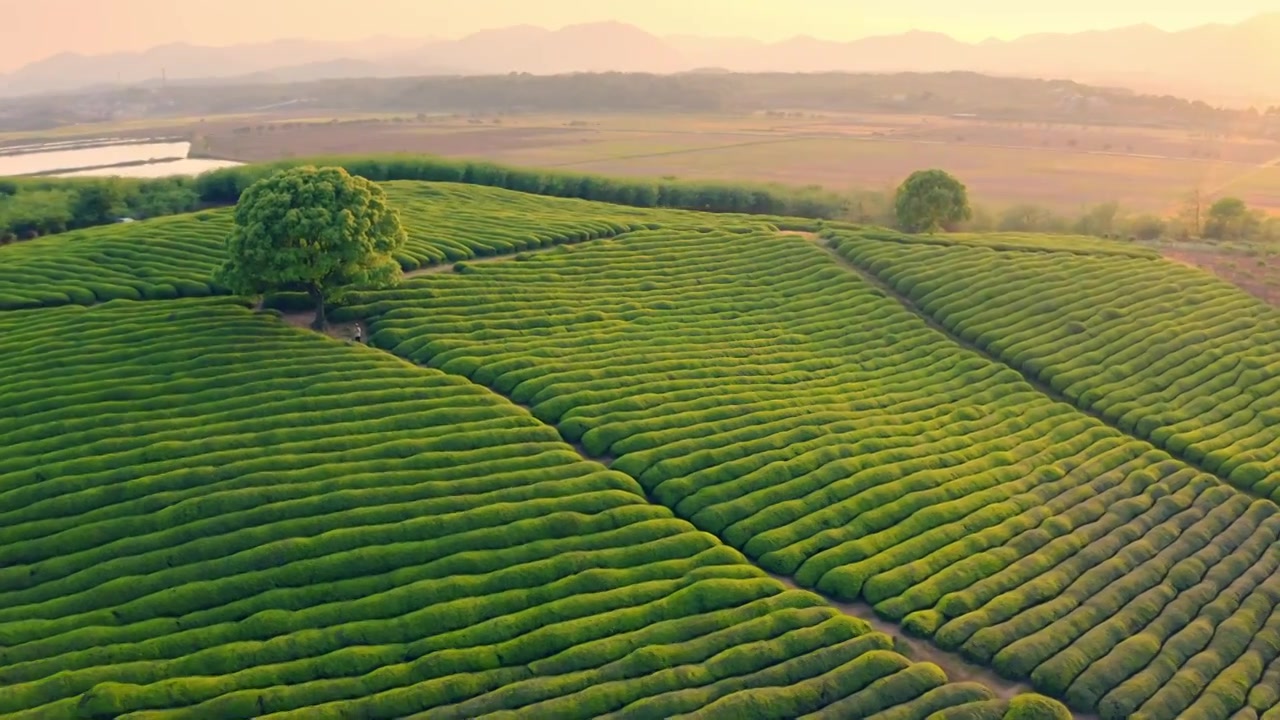 绍兴三界茶园孤独的树日落黄昏视频素材