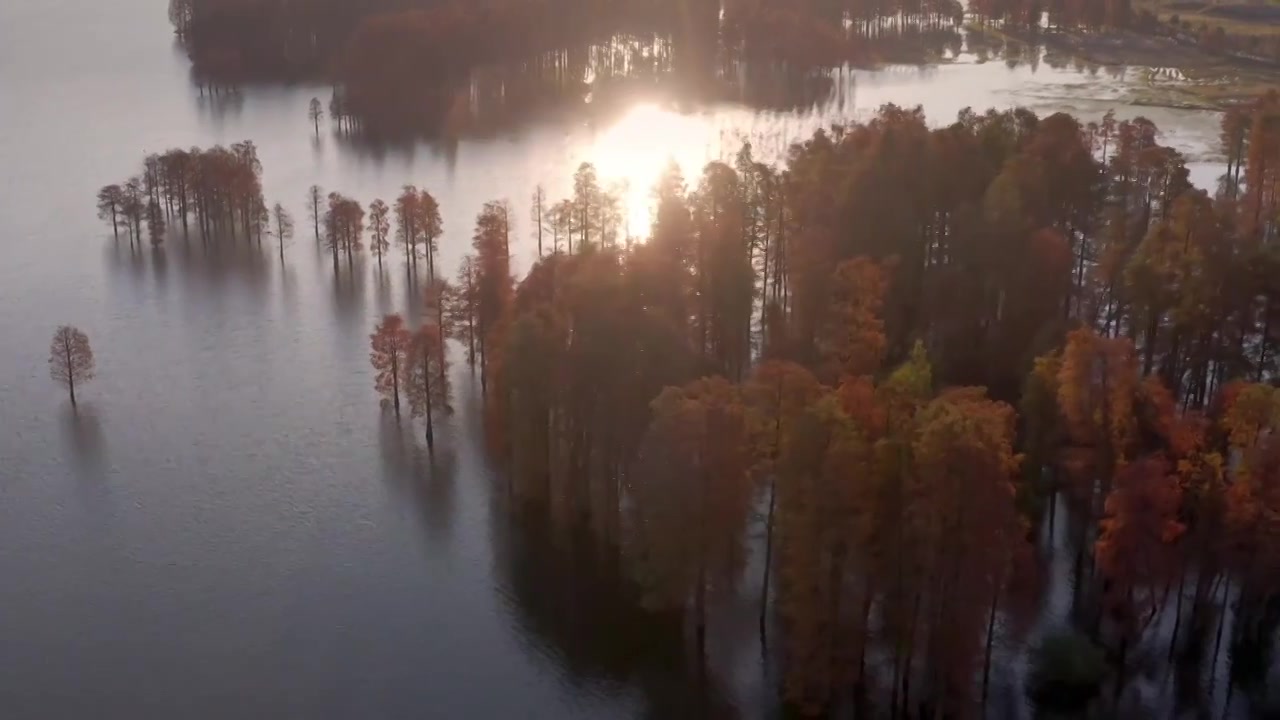 宁波余姚四明湖水杉冬天日出晨雾浩气湖面水汽视频素材