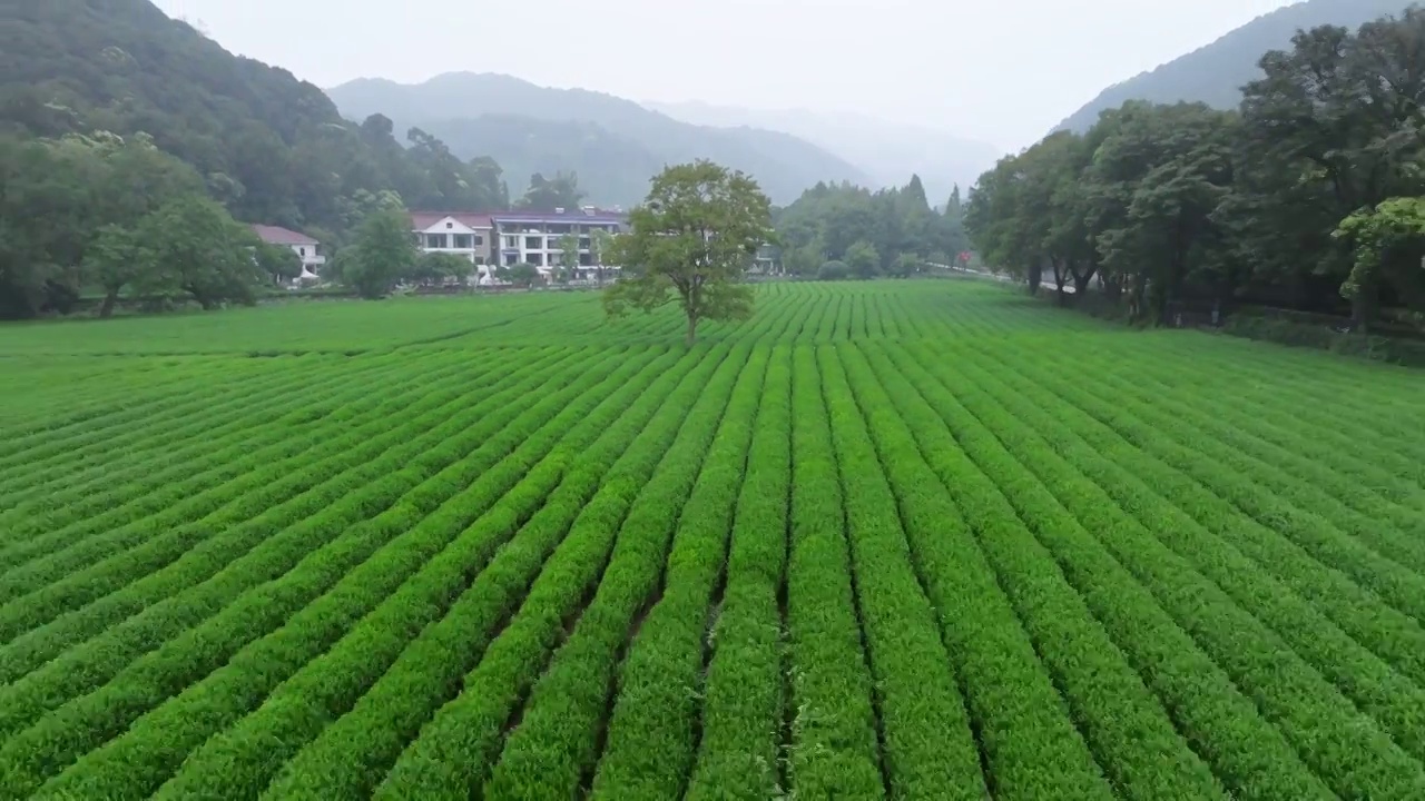 杭州云栖竹径孤独的树茶园视频素材