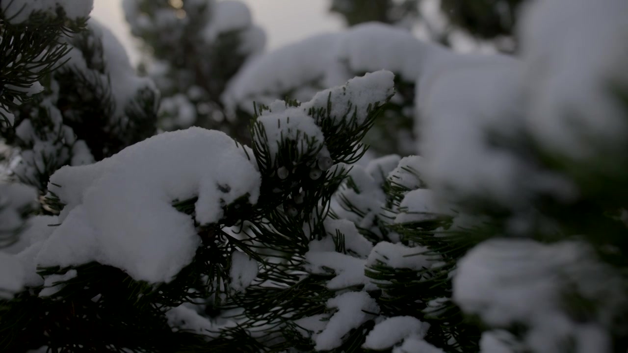 大雪下雪天公园里松树枝头被雪覆盖视频素材