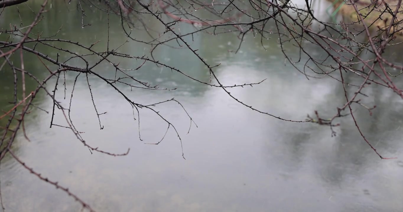 下雪天湖边的枯树枝视频素材