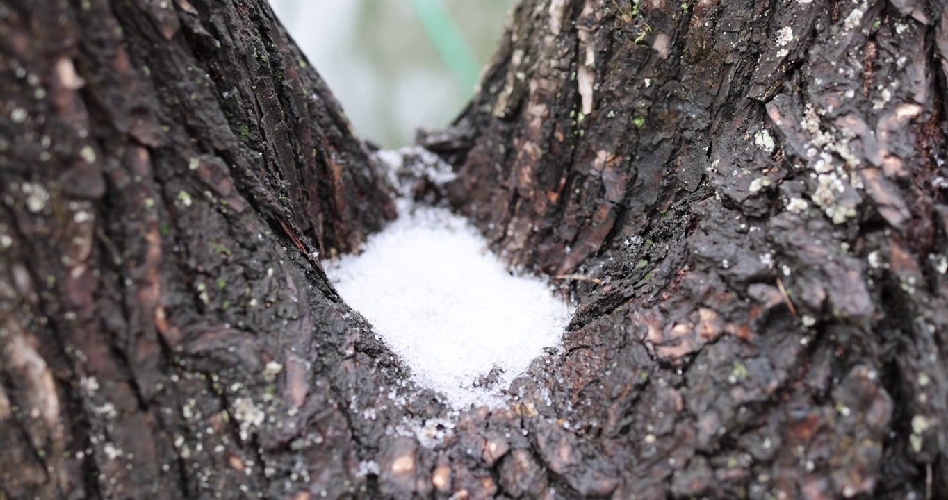 下雪天雪花掉落在树干上视频素材