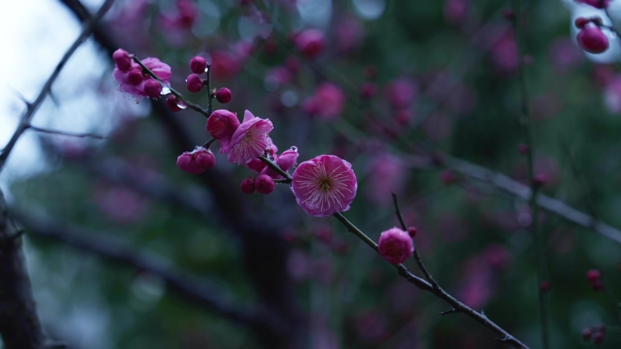 雨雪天气中盛开的红梅视频素材