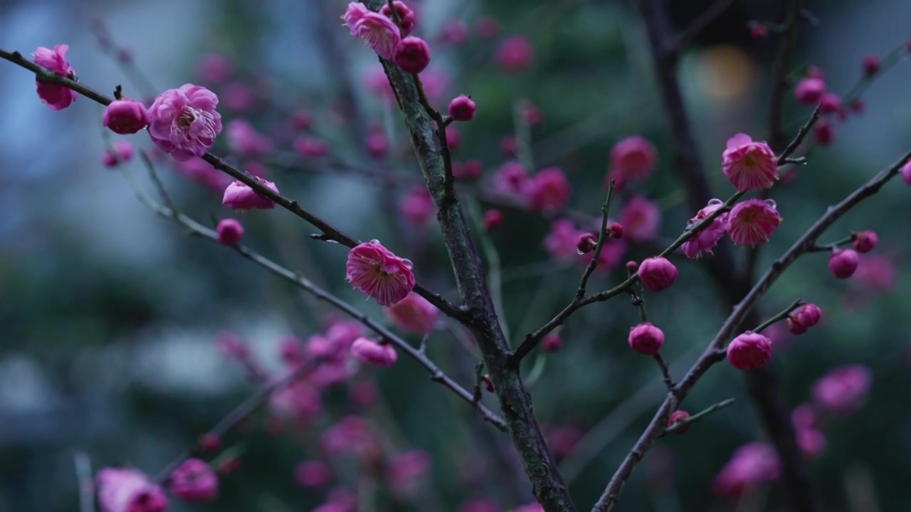 雨雪天气中盛开的红梅视频素材