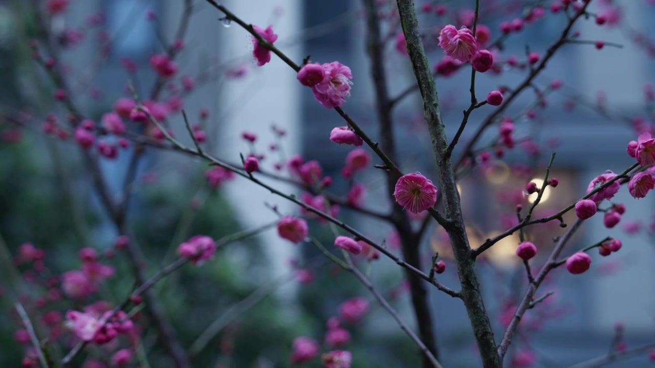 雨雪天气中盛开的红梅视频下载