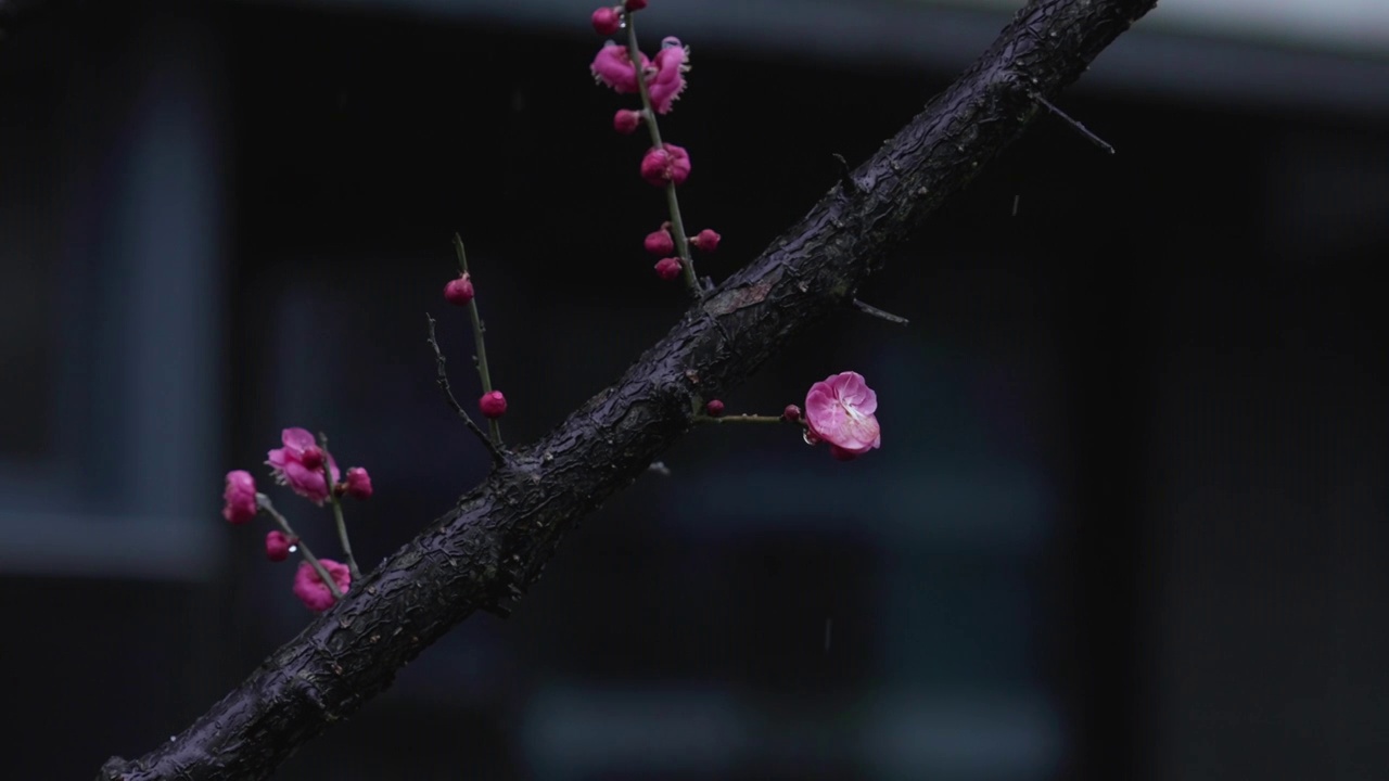 雨雪天气中盛开的红梅视频素材