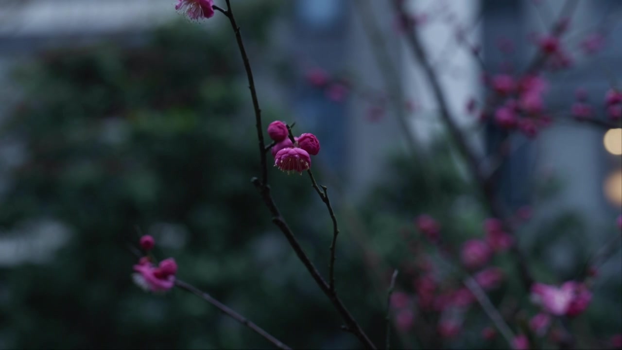 雨雪天气中盛开的红梅视频素材