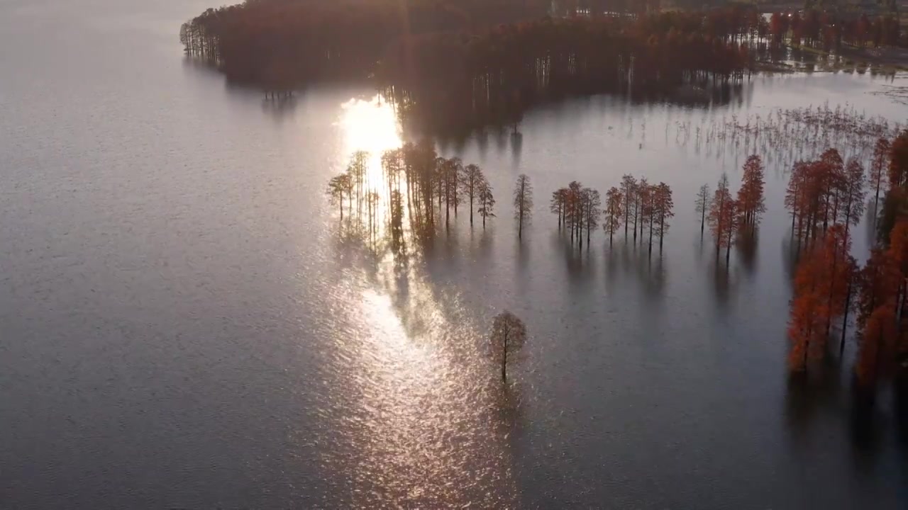 宁波余姚四明湖水杉冬天日出晨雾浩气湖面水汽视频素材