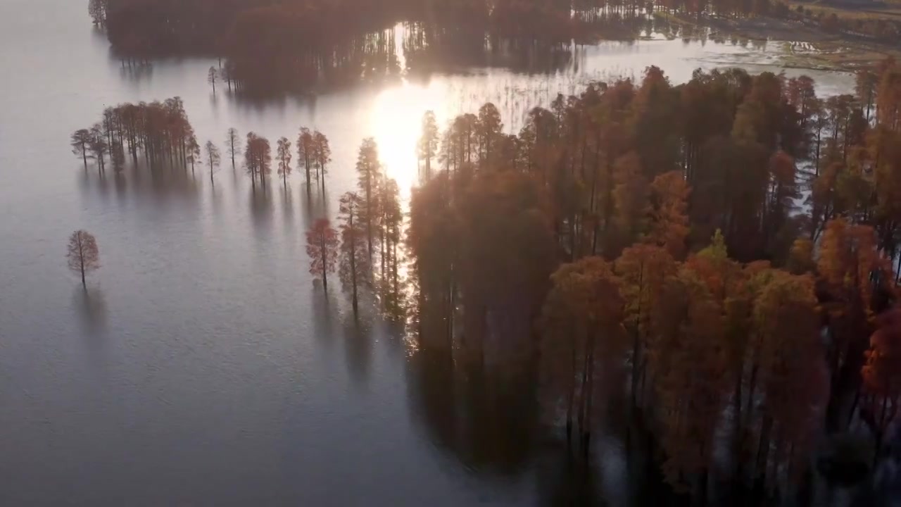 宁波余姚四明湖水杉冬天日出晨雾浩气湖面水汽视频素材