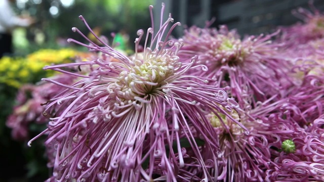 菊花视频素材