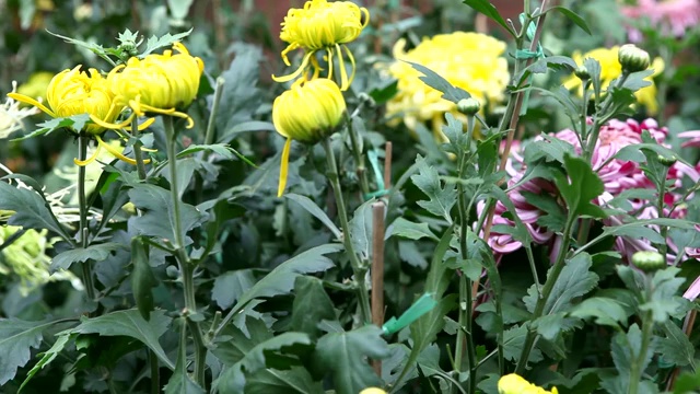 菊花视频素材