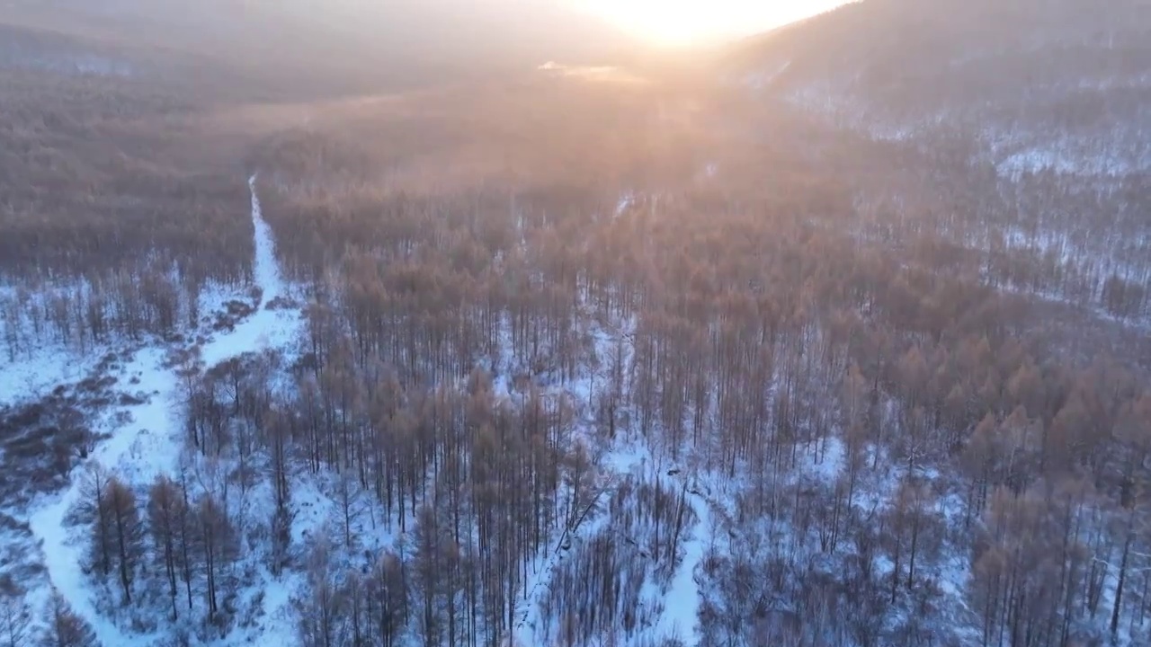 曙光照耀冻雾迷漫的林海雪原视频素材