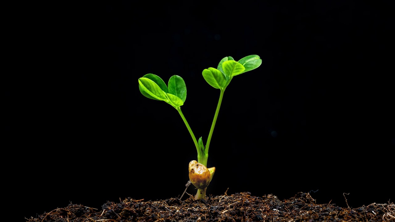 植物发芽生长延时视频素材