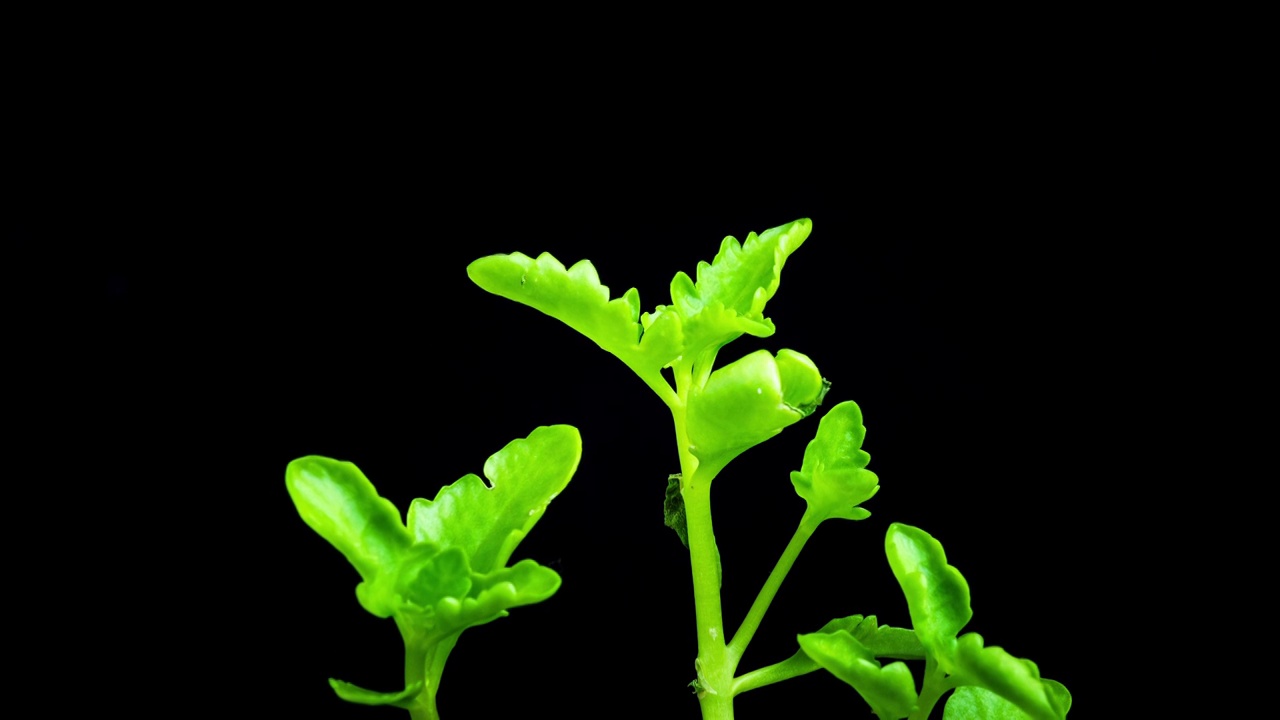 植物发芽生长延时视频素材